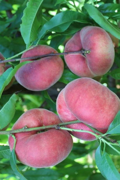 Персик інжирний ‘Світ Кап’|Prunus persica ‘Sweet Cap’|Персик инжирный ‘Свит Кап’